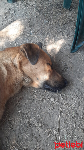 Kangal, Köpek  Panter fotoğrafı