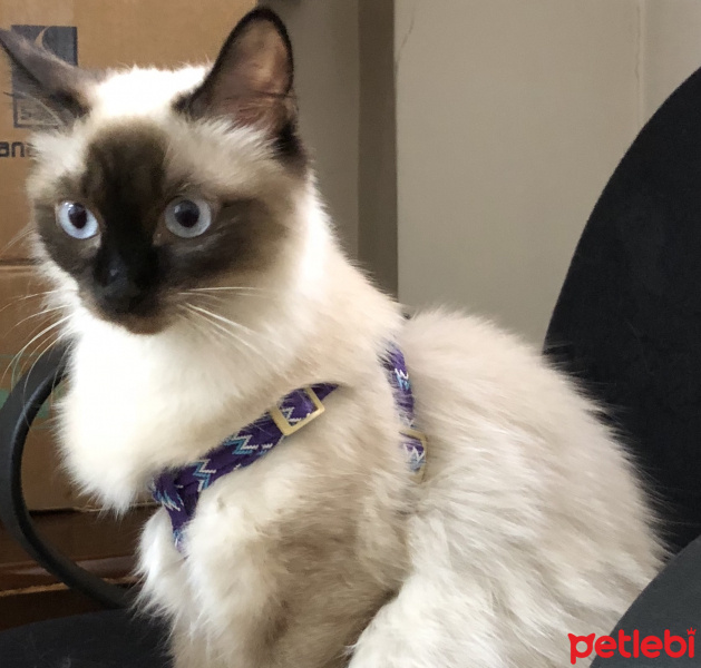 Ragdoll, Kedi  Lucy fotoğrafı