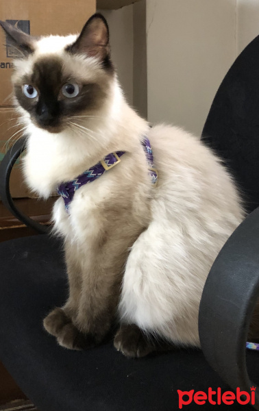 Ragdoll, Kedi  Lucy fotoğrafı