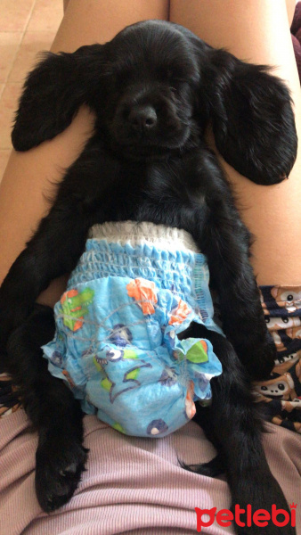 Amerikan Cocker Spaniel, Köpek  Sibo fotoğrafı