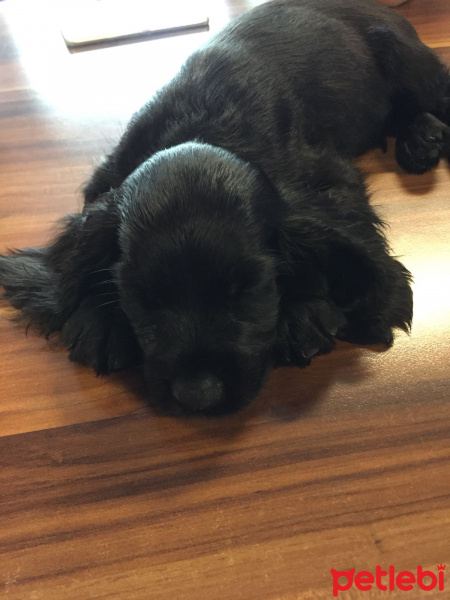 Amerikan Cocker Spaniel, Köpek  Sibo fotoğrafı