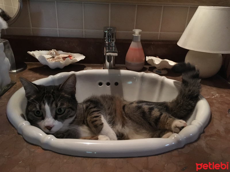 Tekir Kedi, Kedi  Poko fotoğrafı