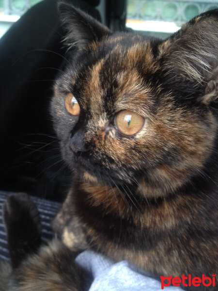 British Shorthair, Kedi  Kömür fotoğrafı