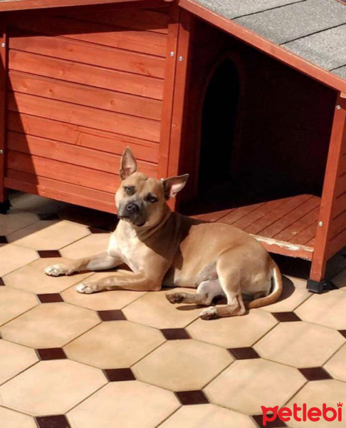 Staffordshire Bull Terrier, Köpek  Kyla fotoğrafı