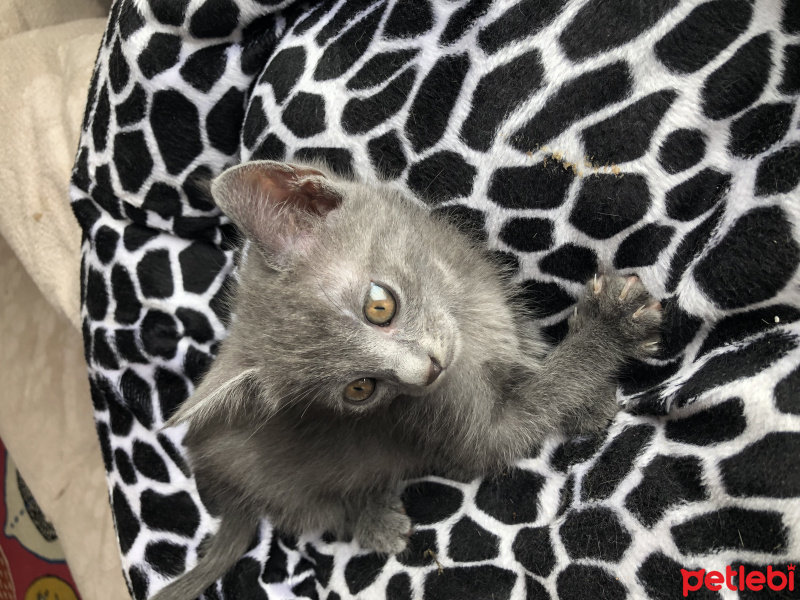 Mavi Rus, Kedi  Sakız fotoğrafı
