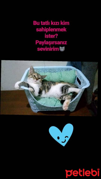 Tekir Kedi, Kedi  Badecan fotoğrafı