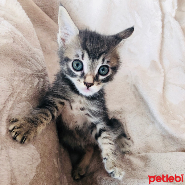 Tekir Kedi, Kedi  Köpük fotoğrafı