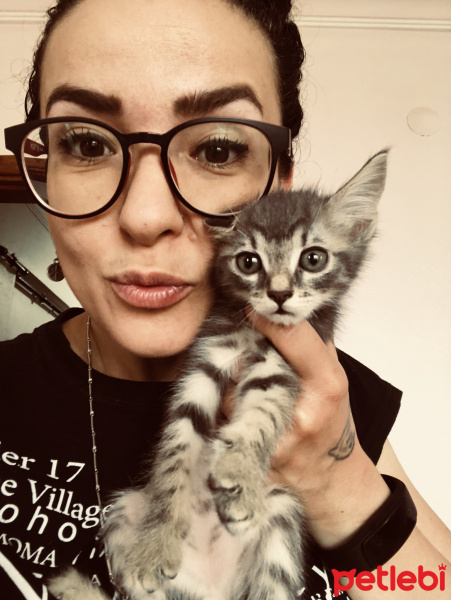 Tekir Kedi, Kedi  Köpük fotoğrafı