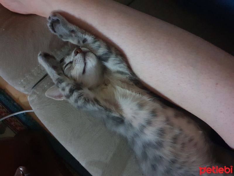 Tekir Kedi, Kedi  Minik fotoğrafı