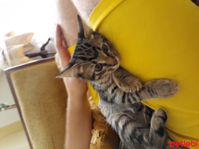Tekir Kedi, Kedi  Barbara fotoğrafı