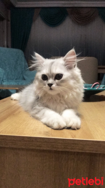 British Shorthair, Kedi  Venüs fotoğrafı