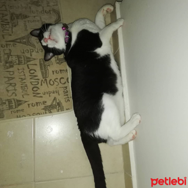 Tekir Kedi, Kedi  Clio şiva fotoğrafı