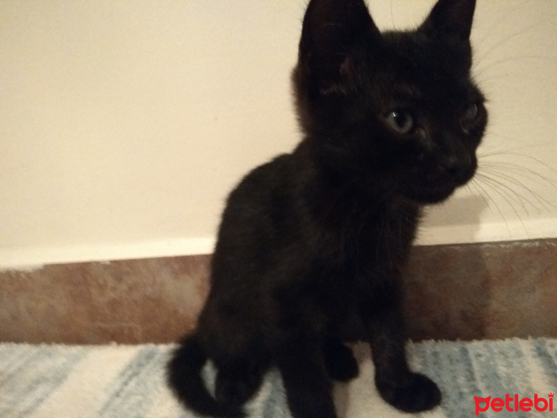 Tekir Kedi, Kedi  Zeytin fotoğrafı