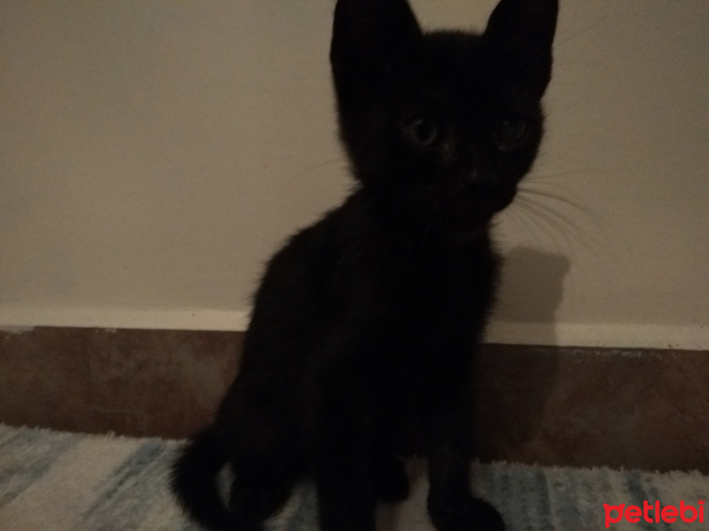 Tekir Kedi, Kedi  Zeytin fotoğrafı