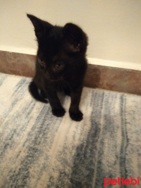 Tekir Kedi, Kedi  Zeytin fotoğrafı