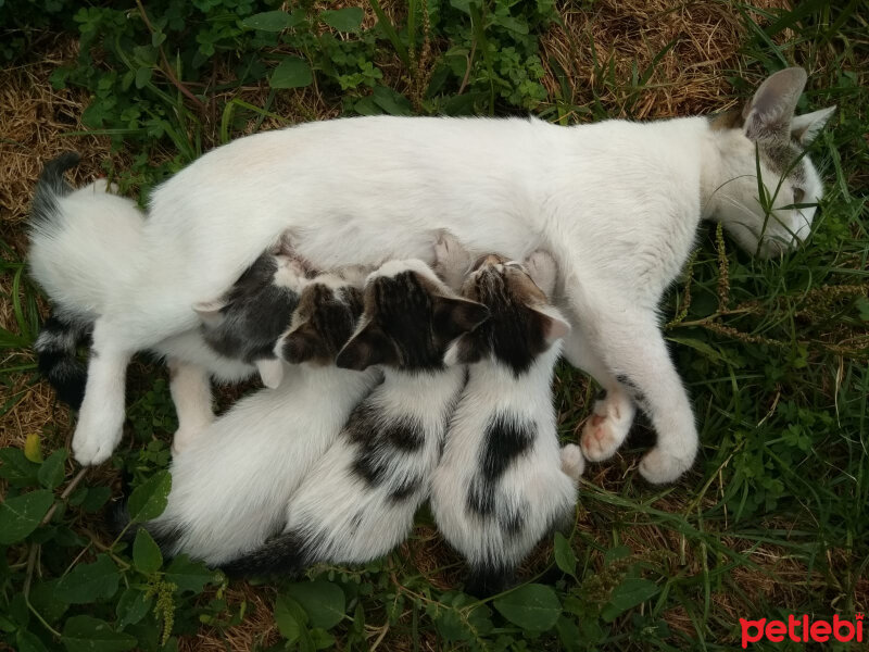 Tekir Kedi, Kedi  gömlek fotoğrafı