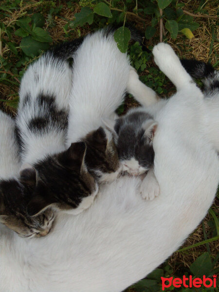 Tekir Kedi, Kedi  gömlek fotoğrafı