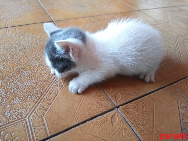 Tekir Kedi, Kedi  gömlek fotoğrafı