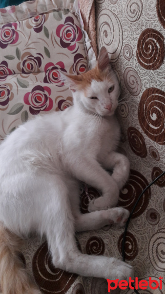 Sarman, Kedi  Prens fotoğrafı
