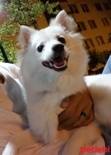 Finnish Spitz, Köpek  TARÇIN fotoğrafı