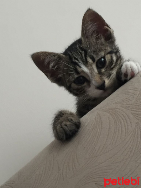 Tekir Kedi, Kedi  Boncuk fotoğrafı
