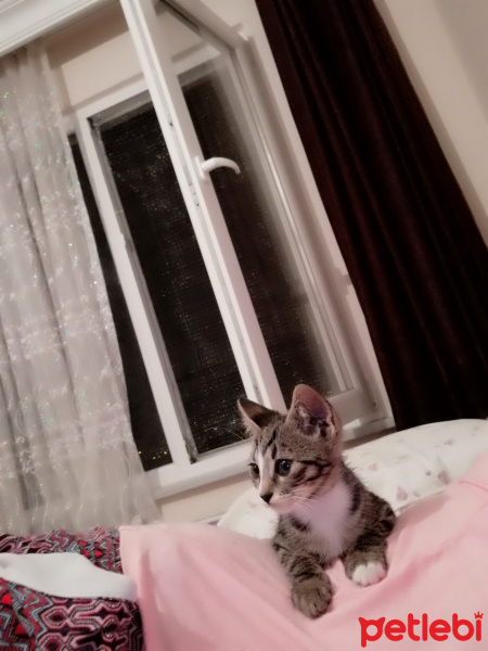 Tekir Kedi, Kedi  Boncuk fotoğrafı