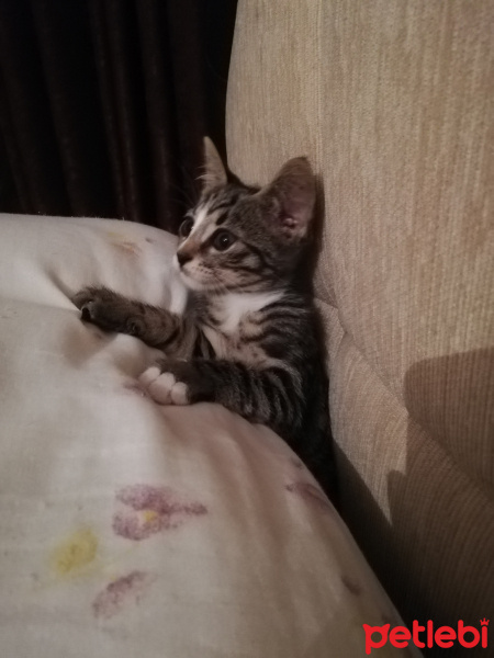 Tekir Kedi, Kedi  Boncuk fotoğrafı