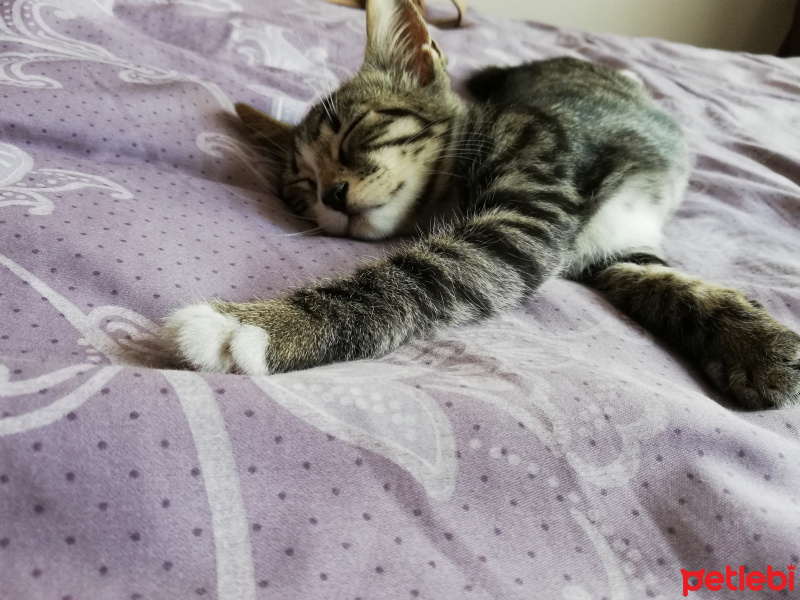 Tekir Kedi, Kedi  Boncuk fotoğrafı