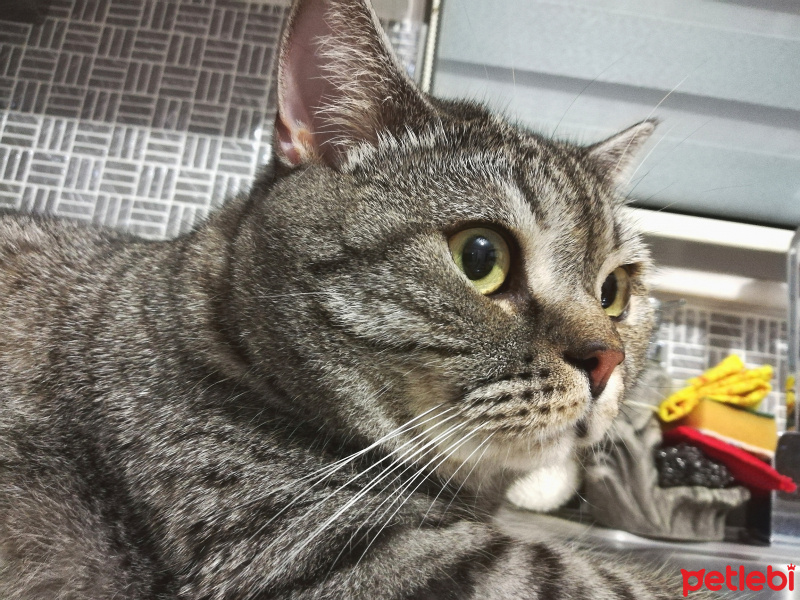 American Shorthair, Kedi  Shakespeare fotoğrafı