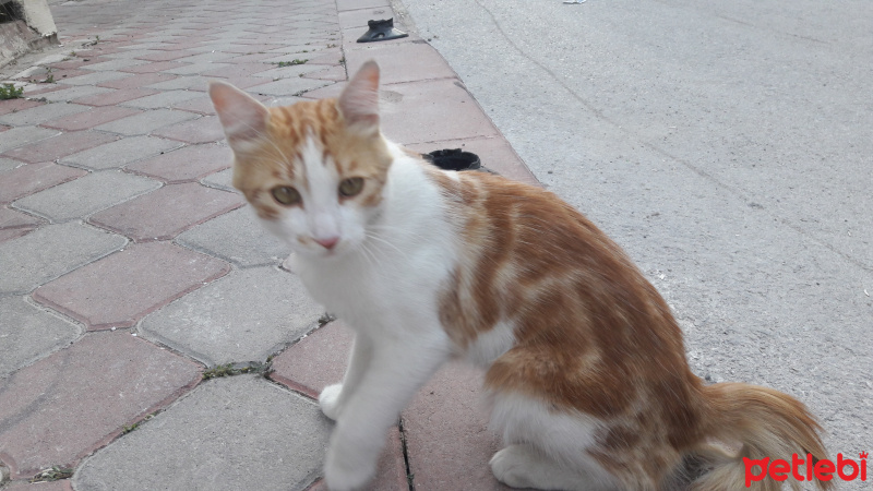 Tekir Kedi, Kedi  PasPas fotoğrafı