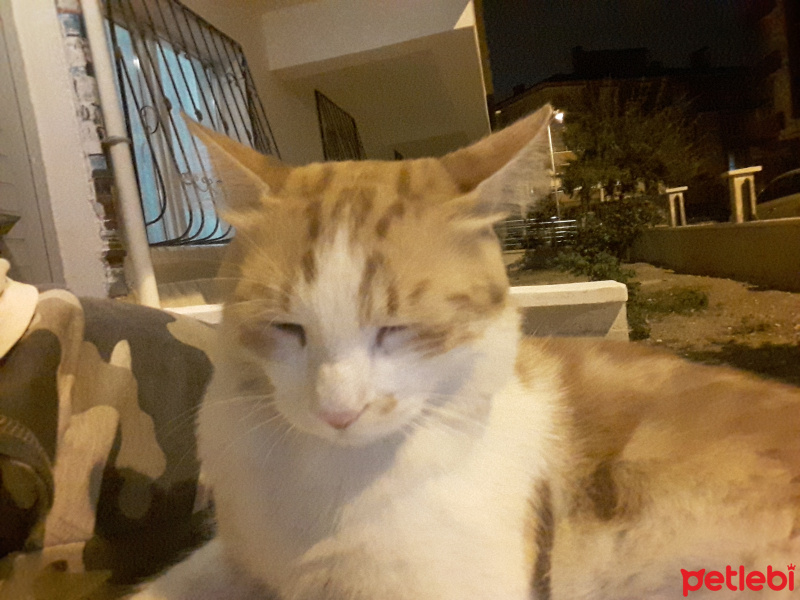Tekir Kedi, Kedi  PasPas fotoğrafı