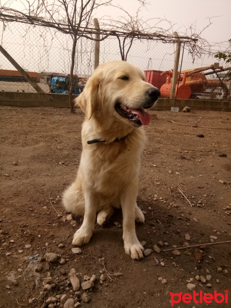 Golden Retriever, Köpek  Paşa fotoğrafı