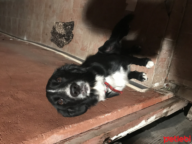 Border Collie, Köpek  Zeyna fotoğrafı
