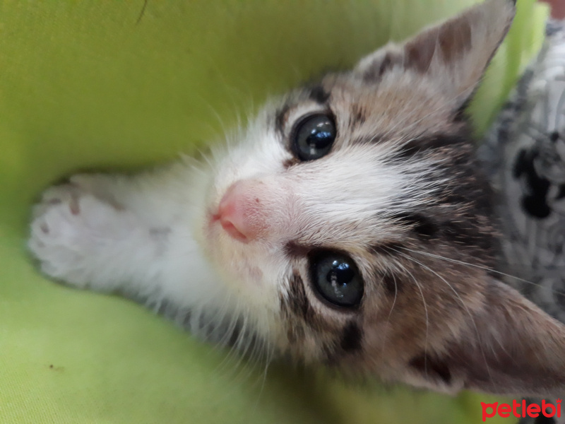 Tekir Kedi, Kedi  Boncuk fotoğrafı