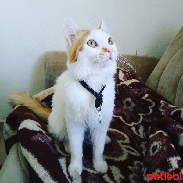 Tekir Kedi, Kedi  Summer fotoğrafı