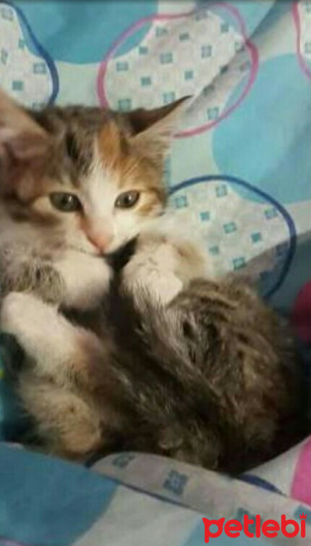 Tekir Kedi, Kedi  lola fotoğrafı