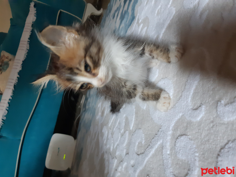 Laperm, Kedi  Minnoş fotoğrafı