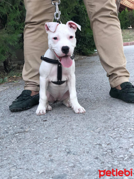 Amerikan Staffordshire Terrier, Köpek  Shilâ fotoğrafı
