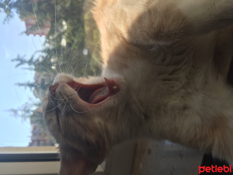 Tekir Kedi, Kedi  Tike fotoğrafı