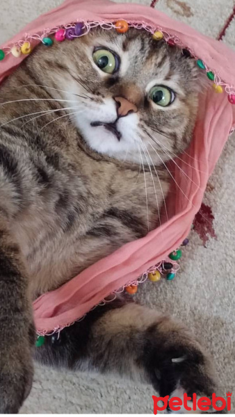 Tekir Kedi, Kedi  Matilda fotoğrafı