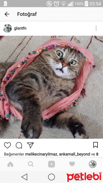 Tekir Kedi, Kedi  Matilda fotoğrafı