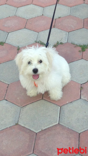 Maltese, Köpek  yumak fotoğrafı