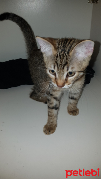 Tekir Kedi, Kedi  Kurabiye fotoğrafı