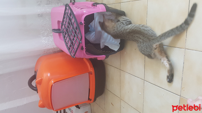 Tekir Kedi, Kedi  Kurabiye fotoğrafı