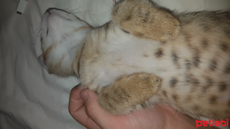Tekir Kedi, Kedi  Kurabiye fotoğrafı