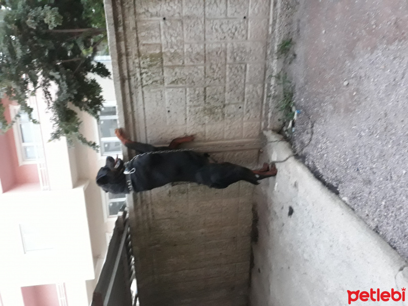 Rottweiler, Köpek  Ronin fotoğrafı
