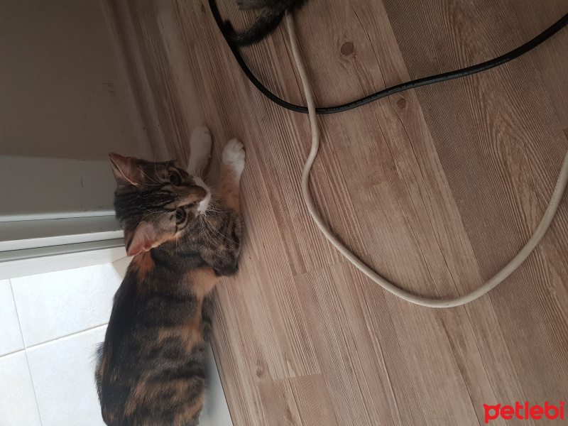 Tekir Kedi, Kedi  Püskül fotoğrafı