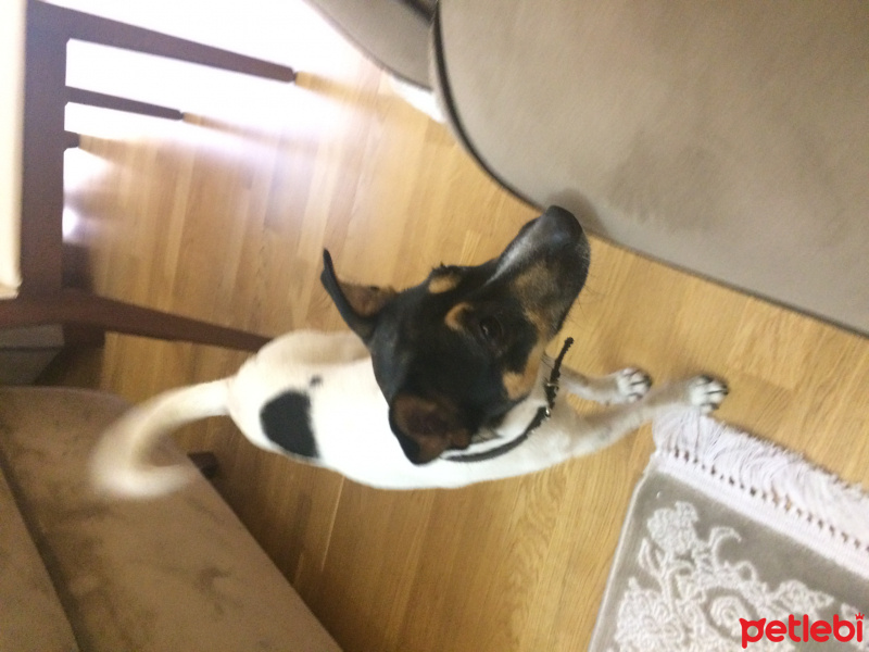 Jack Russell Terrier, Köpek  Kaçak fotoğrafı