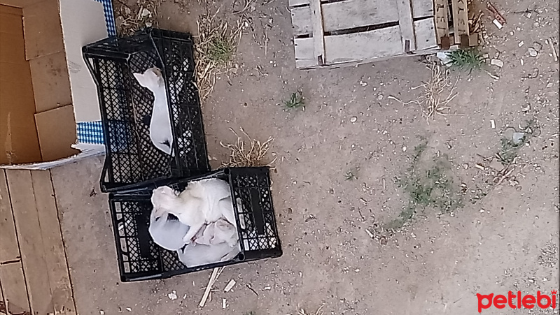 Van Kedisi, Kedi  Minikler fotoğrafı