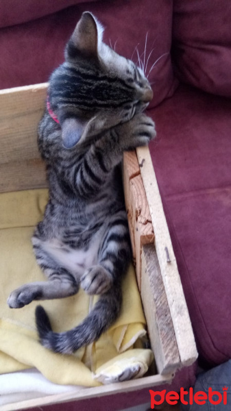 Tekir Kedi, Kedi  Minnoş fotoğrafı
